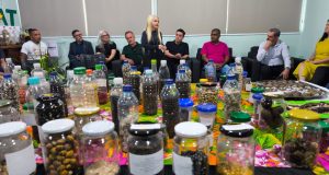 Do voto à preservação: TRE lidera movimento ambiental em Colíder com o lançamento do projeto SilvesTRE Bolitas de Sementes