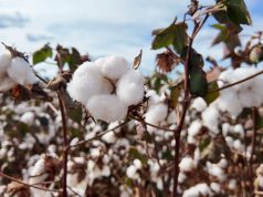 Imea e Senar MT divulgam custos de produção de algodão, soja e milho em Mato Grosso