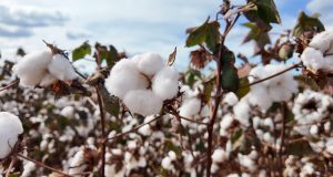 Imea e Senar MT divulgam custos de produção de algodão, soja e milho em Mato Grosso