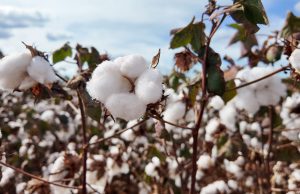 Imea e Senar MT divulgam custos de produção de algodão, soja e milho em Mato Grosso