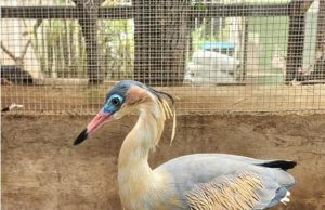 Guarda voluntária de animais silvestres: Sema/MT abre vagas, veja como participar