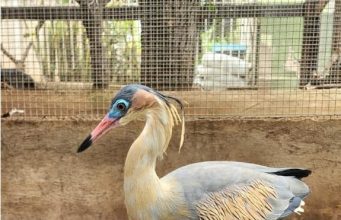 Guarda voluntária de animais silvestres: Sema/MT abre vagas, veja como participar