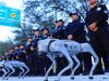 Cães-robôs são novidade mexicana na segurança de estádio da Copa do Mundo