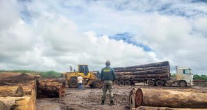 Operação do Ibama intercepta madeira ilegal em pátio abandonado no interior de MT