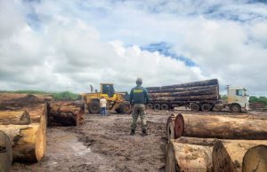 Operação do Ibama intercepta madeira ilegal em pátio abandonado no interior de MT