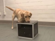 Pesquisa descobriu que cachorros detectam câncer pelo faro antes da doença aparecer