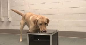 Pesquisa descobriu que cachorros detectam câncer pelo faro antes da doença aparecer