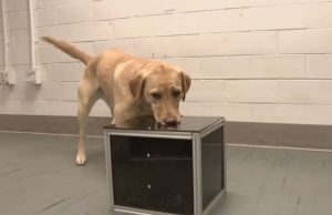 Pesquisa descobriu que cachorros detectam câncer pelo faro antes da doença aparecer