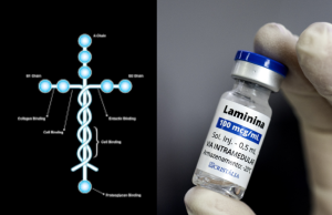 Polilaminina tem formato de cruz; simbologia impressiona e viraliza