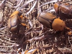 BICUDO VERMELHO PREOCUPA SETOR AGRÍCOLA: Mapa alerta para praga que atinge paises vizinhos