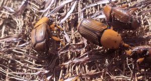 BICUDO VERMELHO PREOCUPA SETOR AGRÍCOLA: Mapa alerta para praga que atinge paises vizinhos