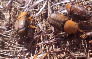 BICUDO VERMELHO PREOCUPA SETOR AGRÍCOLA: Mapa alerta para praga que atinge paises vizinhos