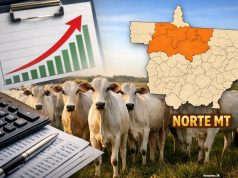 🐂 Boi gordo reage no Norte de Mato Grosso e arroba se aproxima de R$ 330, apontam IMEA e consultorias