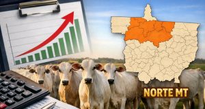 🐂 Boi gordo reage no Norte de Mato Grosso e arroba se aproxima de R$ 330, apontam IMEA e consultorias