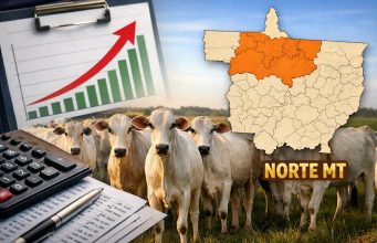 🐂 Boi gordo reage no Norte de Mato Grosso e arroba se aproxima de R$ 330, apontam IMEA e consultorias
