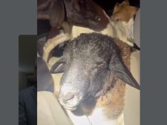 VÍDEO Crueldade na estrada: PRF encontra 19 animais espremidos dentro de carro; sete morreram