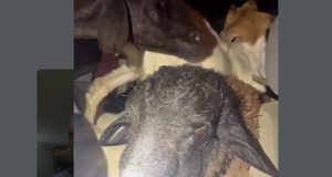 VÍDEO Crueldade na estrada: PRF encontra 19 animais espremidos dentro de carro; sete morreram