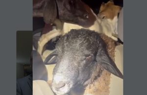 VÍDEO Crueldade na estrada: PRF encontra 19 animais espremidos dentro de carro; sete morreram