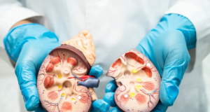 Revolução na medicina: cientistas conseguem reverter doença renal crônica regenerando células dos rins