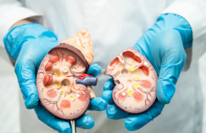 Revolução na medicina: cientistas conseguem reverter doença renal crônica regenerando células dos rins