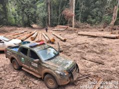 NORTÃO MT: Batalhão Ambiental da PM apreende mais de 174 m³ de madeira ilegal durante fiscalização em Marcelândia