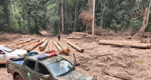 NORTÃO MT: Batalhão Ambiental da PM apreende mais de 174 m³ de madeira ilegal durante fiscalização em Marcelândia