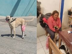 Enquanto a crueldade destrói, o amor reconstrói: cadela volta a caminhar com prótese de cabo de vassoura. Vídeo