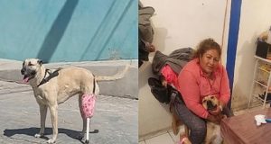 Enquanto a crueldade destrói, o amor reconstrói: cadela volta a caminhar com prótese de cabo de vassoura. Vídeo