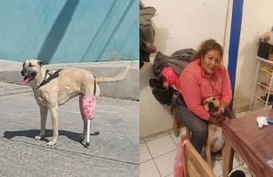 Enquanto a crueldade destrói, o amor reconstrói: cadela volta a caminhar com prótese de cabo de vassoura. Vídeo