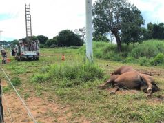 NORTÃO MT: éguas da raça quarto de milha morrem eletrocutadas em haras