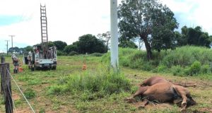NORTÃO MT: éguas da raça quarto de milha morrem eletrocutadas em haras