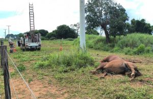NORTÃO MT: éguas da raça quarto de milha morrem eletrocutadas em haras