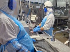 NORTE MT: frigorífico é obrigado a retirar gestantes de áreas barulhentas