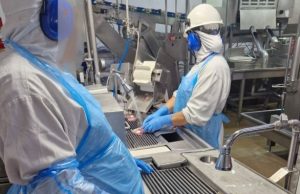 NORTE MT: frigorífico é obrigado a retirar gestantes de áreas barulhentas