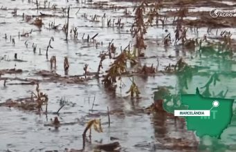 Colapso em Marcelândia: Excesso de chuva e logística precária castigam produtores de soja
