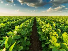 Soja: Margem da indústria aumenta com queda no custo da soja e alta dos derivados