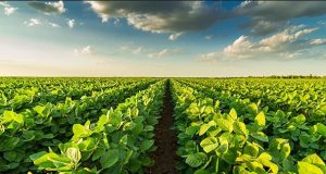 Soja: Margem da indústria aumenta com queda no custo da soja e alta dos derivados