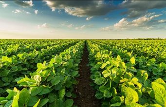 Soja: Margem da indústria aumenta com queda no custo da soja e alta dos derivados