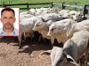 Preso vereador acusado de participar do roubo de R$ 120 mil em gado no interior de Mato Grosso