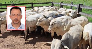 Preso vereador acusado de participar do roubo de R$ 120 mil em gado no interior de Mato Grosso
