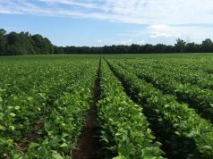 Exportações decepcionam e soja recua no exterior