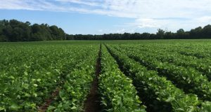 Exportações decepcionam e soja recua no exterior