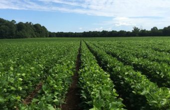 Exportações decepcionam e soja recua no exterior