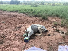 Denúncia leva PMA a flagrar maus-tratos a bovino em propriedade rural