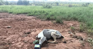 Denúncia leva PMA a flagrar maus-tratos a bovino em propriedade rural