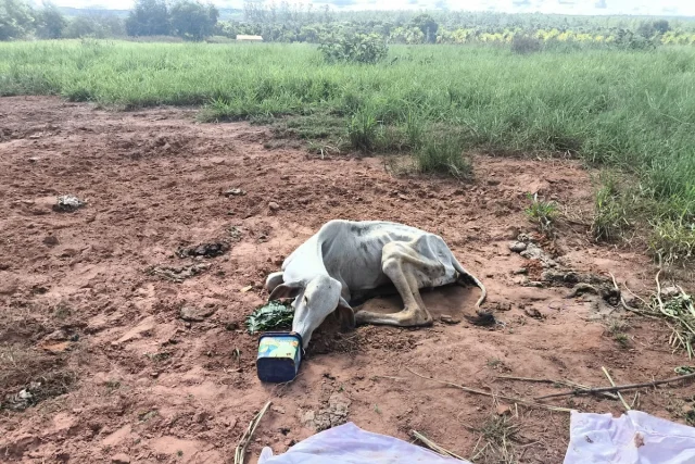 9db0feab-28a7-4495-9467-059a15279813