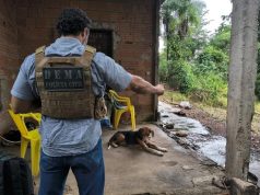 CRIME CRUEL: homem com antecedentes confessa abuso contra cachorro