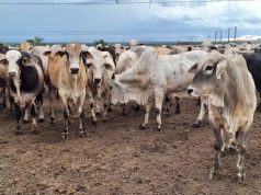 PROPOSTA BILIONÁRIA: Gigante do Agro Avalia Proposta de Compra e Movimenta Mercado Pecuário