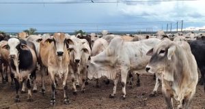 PROPOSTA BILIONÁRIA: Gigante do Agro Avalia Proposta de Compra e Movimenta Mercado Pecuário