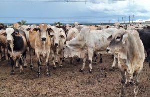 PROPOSTA BILIONÁRIA: Gigante do Agro Avalia Proposta de Compra e Movimenta Mercado Pecuário